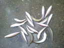 VMX