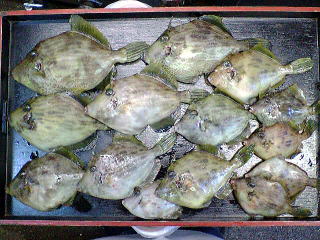 江ノ島沖カワハギ