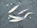 20051216kisu