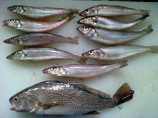 hirachariމ