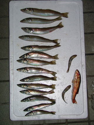 油壺