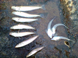 OYމ