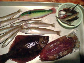 佐島釣果