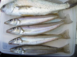 lމ