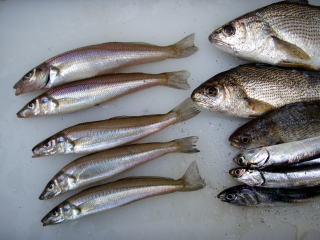lމ