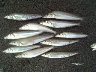 lމ
