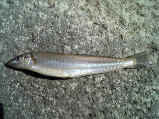 ΐςݒމ