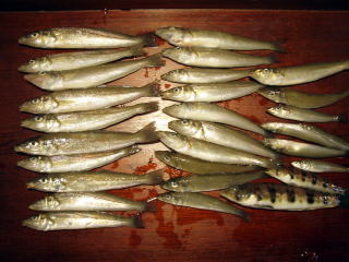 釣果