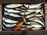 釣果