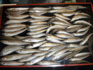 釣果