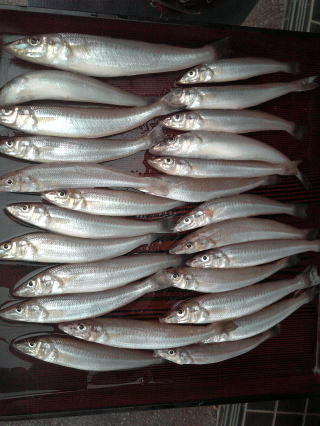 釣果