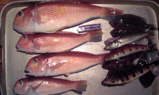 釣果