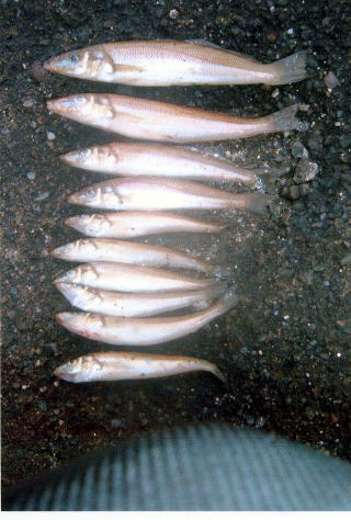 油壺釣果