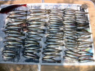 キス釣り大会釣果