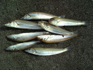 lމ