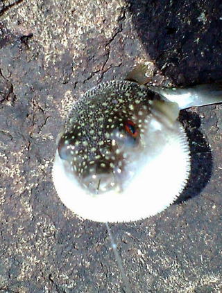 Ĉ݂珬m