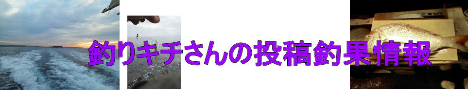 釣りキチさんの投稿釣果情報